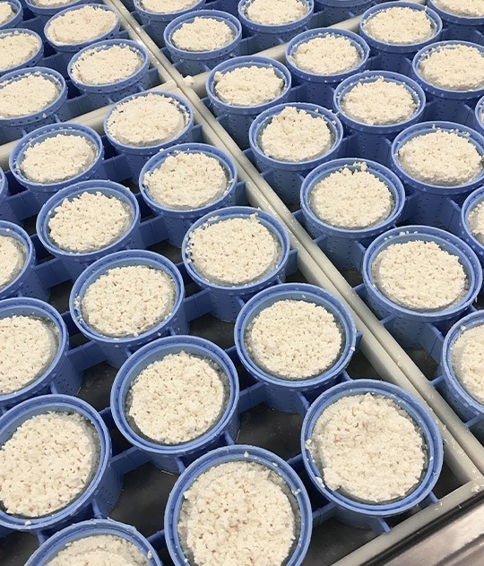 Utilisation moules Servi Doryl pour fabrication fromagère