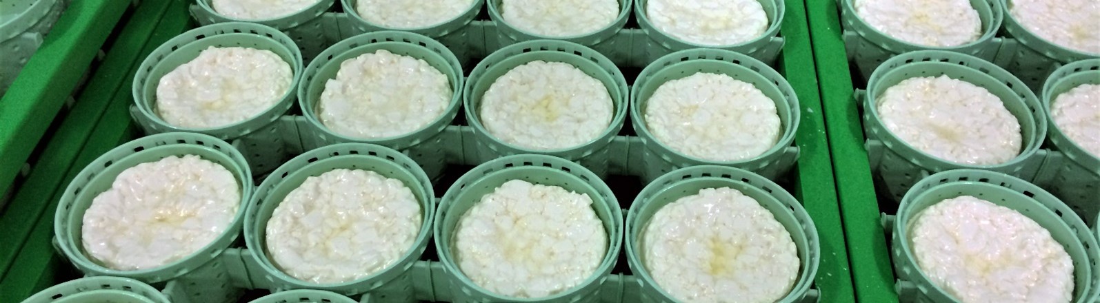 bloc-moule fromagerie pâte molle